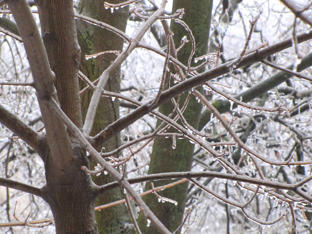 Toronto Ice Storm, December 22, 2013